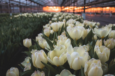 Close-up of tulips in greenhouse