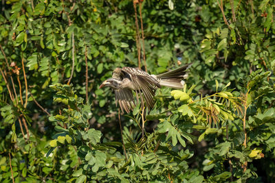 Bird flying against plants