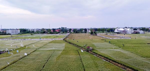 Scenic view of agricultural field against sky