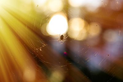 Close-up of spider on web