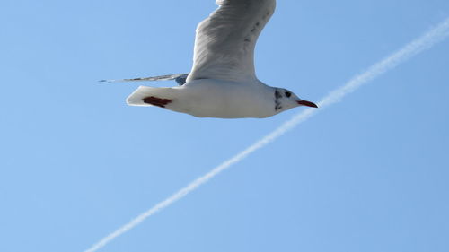 Low angle view of bird flying against sky on sunny day