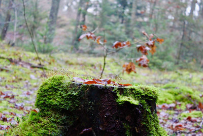 Close-up of lizard on tree in forest