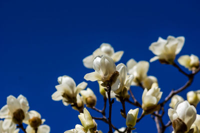 Low angle view of white flowering plant against clear blue sky