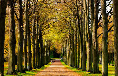 Trees in forest during autumn