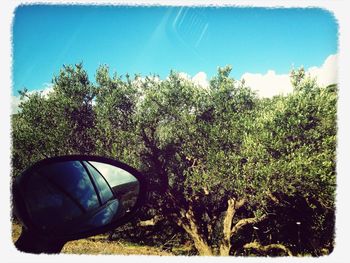 View of trees against blue sky