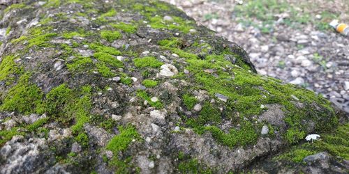 Close-up of moss growing on rock