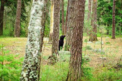 Black dog standing amidst trees in forest