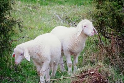 Sheep grazing on grassy field