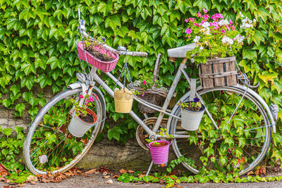 View of potted plants in basket