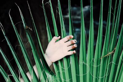 Cropped image of woman hand amidst palm leaf