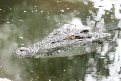 View of turtle swimming in lake