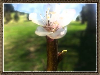 Close-up of flowers blooming outdoors