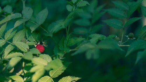 Close-up of berries growing on plant