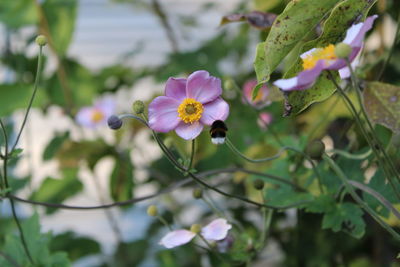 Close-up of pink flowering plant