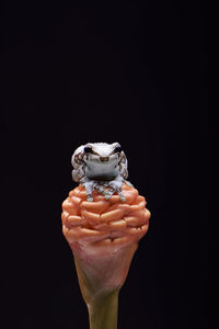 Close-up of hand holding ice cream over black background