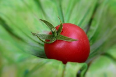 Close-up of wet plant