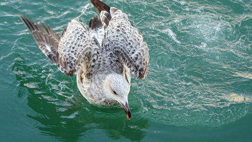 High angle view of seagull swimming in sea