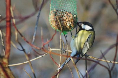 Close-up of great tit perching on food