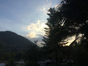 Low angle view of trees against sky