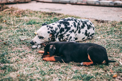 Dog lying in a field