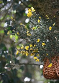 Close-up of yellow flowering plant