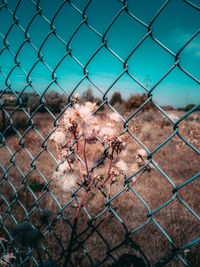 Close-up of chainlink fence on field against sky