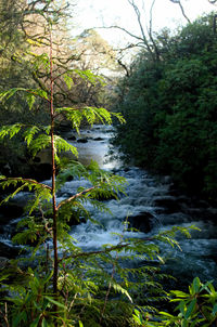 Scenic view of river amidst trees in forest