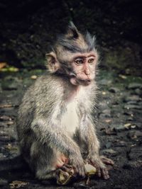 Portrait of monkey sitting outdoors