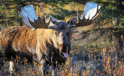 Moose on field