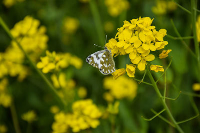 Close-up of butterfly pollinating on yellow flower