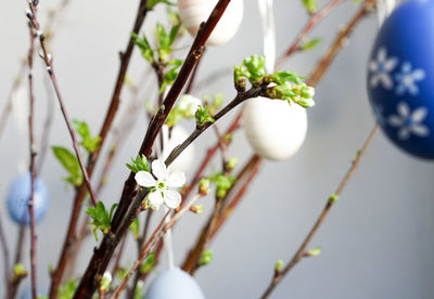 Close-up of white flowers on branch