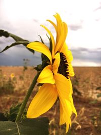 Close-up of yellow flower blooming in field