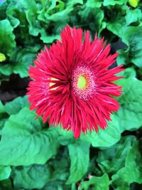 Close-up of red flower