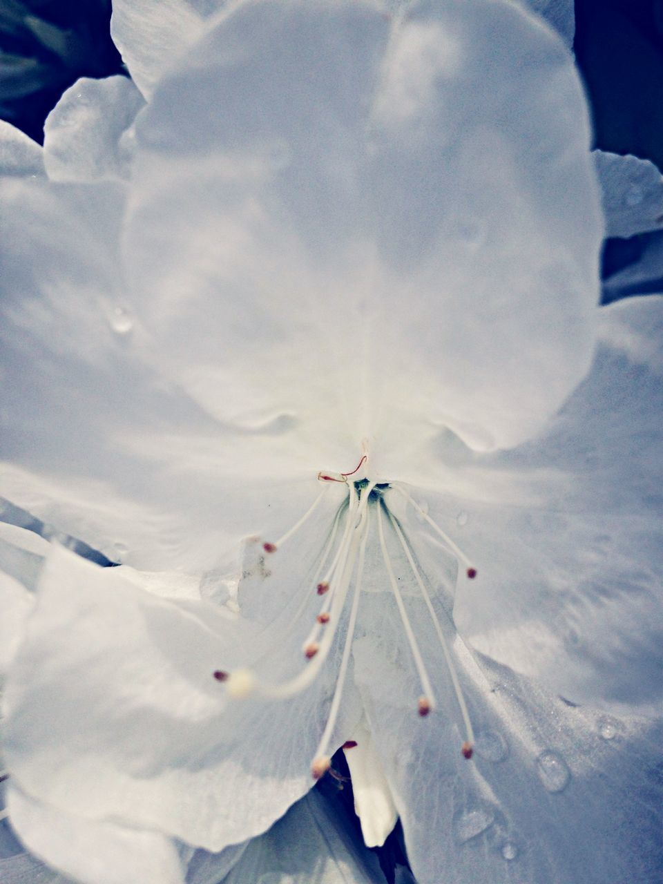 white color, close-up, day, nature, sky, no people, white, weather, outdoors, beauty in nature, snow, cloud - sky, winter, flower, sunlight, fragility, low angle view, tranquility, season, field