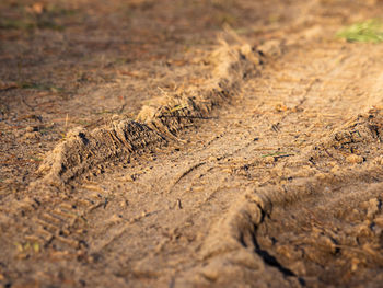 View of animal on the road