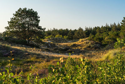 Scenic view of trees growing on field against sky