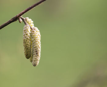 Close-up of plant on twig