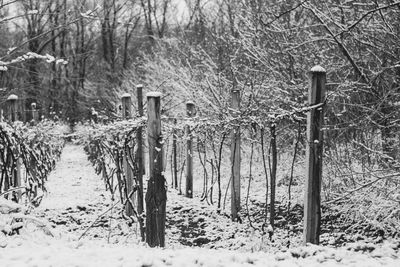 Bare trees on snow covered landscape