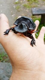 Close-up of hand holding turtle