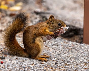 Close-up of squirrel eating