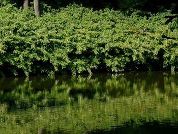Reflection of trees in lake