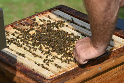 Honeycomb with western honey bees or european honey bee - apis mellifera