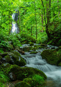 Scenic view of waterfall in forest