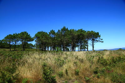 Trees on field against clear blue sky