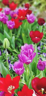 Close-up of pink tulips