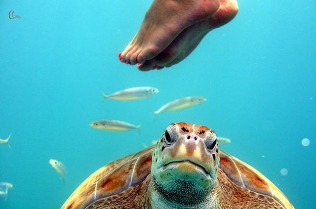 water, blue, swimming, underwater, animal themes, sea life, fish, person, undersea, part of, sea, swimming pool, transparent, animals in the wild, wildlife, close-up, cropped