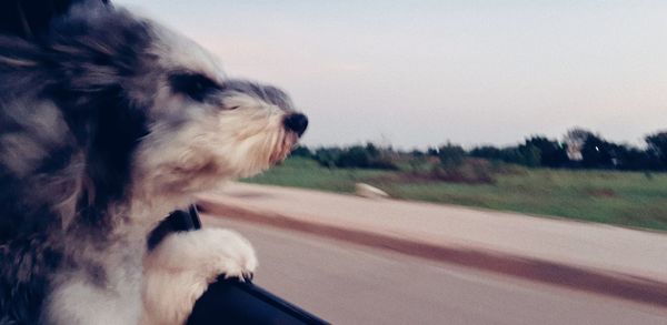 Close-up of a dog