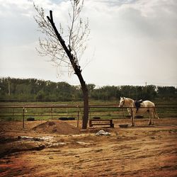 Horse grazing on field against sky