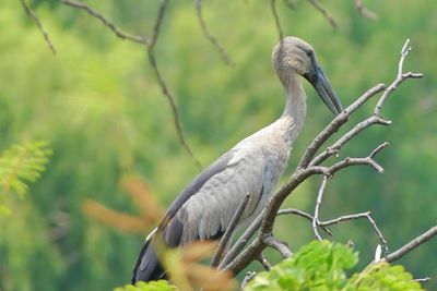 Close-up of gray heron