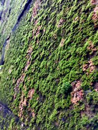 Close-up of moss on wall